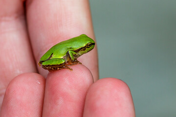 Europäischer Laubfrosch (Hyla arborea)