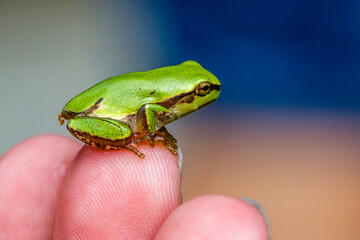 Europäischer Laubfrosch (Hyla arborea)