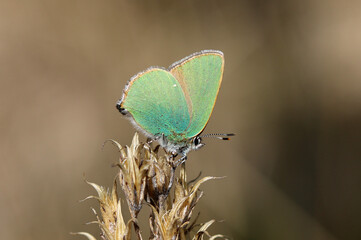 Grüner Zipfelfalter - 