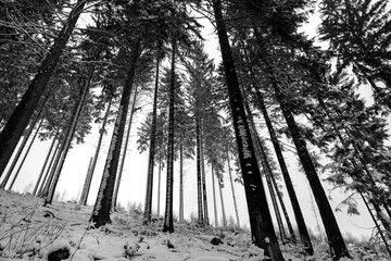 Fichten Wald Winter Schnee Klimawadel Kontrast schwarz weiß Picea Stämme Rinde Äste Graustufen Hang Baum Konifere Tod Flocken Jahreszeit Frost Borkenkäfer Sauerland Deutschland Landschaft Waldsterben