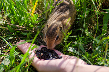 Gopher in the grass eats seeds
