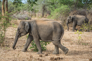 Elefantes salvajes en Sri Lanka