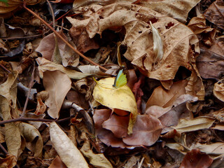 Butterfly stands out against leaves