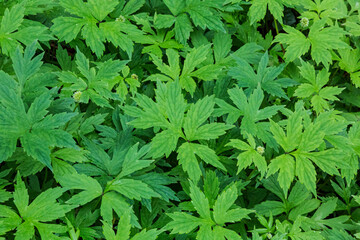 A topside perspective of a meadow of partially sunlit lush vibrant green Pacific Waterleaf 