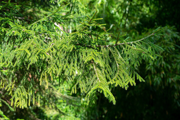 Natural background with green coniferous tree branches.