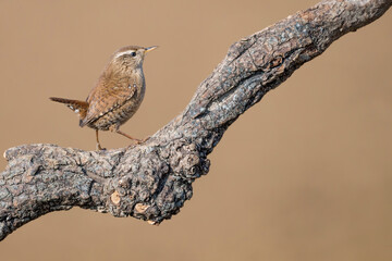 One of the smallest bird of Europe, the Eurasian wren (Troglodytes troglodytes)