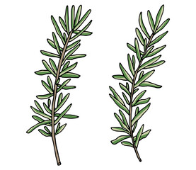 Rosemary branch hand drawn, isolated on white background. Beautiful spice, ingredient for food. Packaging design. Vector illustration.