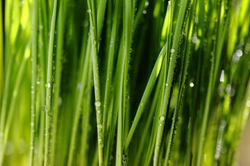 Fototapeta na wymiar Closeup Wheatgrass With water droplets on the trunk