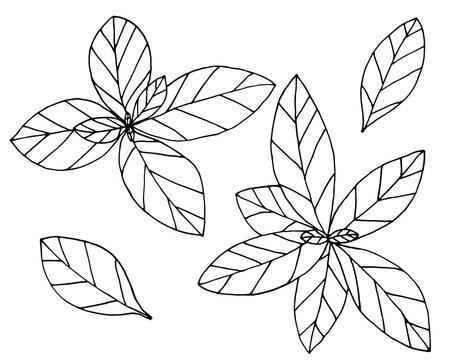 Basil hand drawn isolated on white background, set. Plant with leaves, spice for food. Vector illustration.