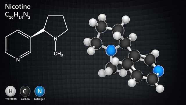 Nicotine (molecular formula: C10H14N2) is highly toxic alkaloid. 3D render. Seamless loop. Ball and Stick chemical structure model.