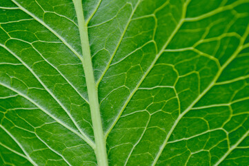 Texture of a green tree leaf close-up