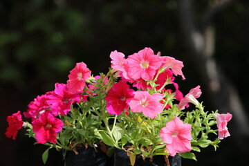 Closeup Pink Petunia flowers in garden