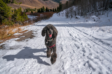 Black Poodle Loves the Snow
 - obrazy, fototapety, plakaty