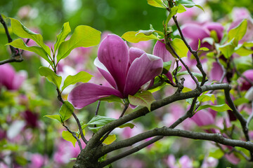 Nice pink magnolia tree flowers at spring sunny day, nature awakening