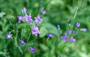 Campanula patula wild flowering plant, purple bellflowers flowers on background of green grass.
