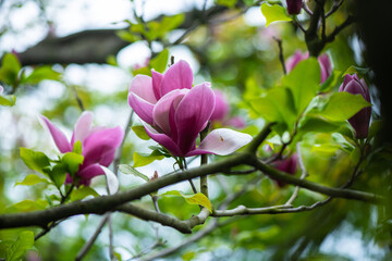 Nice pink magnolia tree flowers at spring sunny day, nature awakening