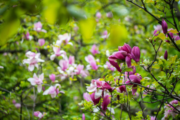 Obraz na płótnie Canvas Nice pink magnolia tree flowers at spring sunny day, nature awakening