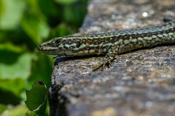 Mauereidechse (Podarcis muralis)