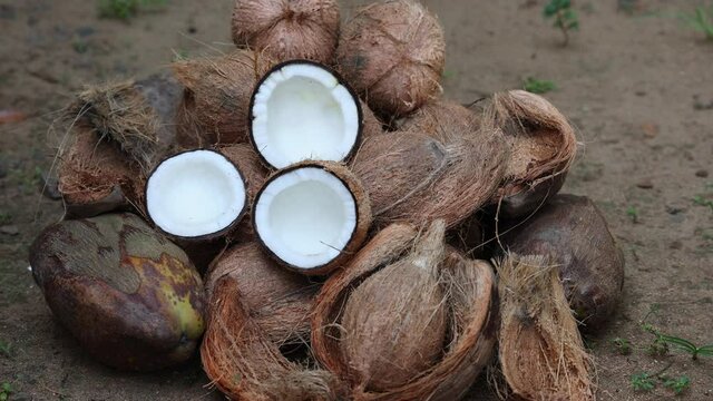 Many fresh raw organic coconut cut open in half on heap of many coconuts 4K slow motion video , footage coconut plantation. A lot of fresh coco Kerala India dried in sun make oil from copra