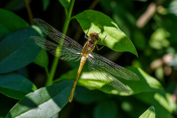 Heidelibelle (Sympetrum) kurz nach dem Schlüpfen