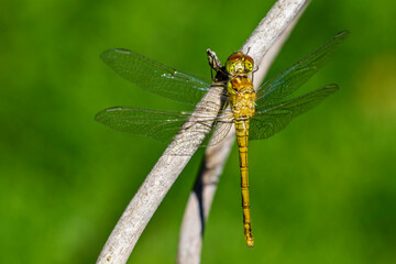 Heidelibelle (Sympetrum) kurz nach dem Schlüpfen