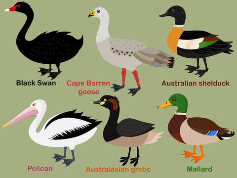 Cute bird vector illustration set, Mallard, Grebe, Shelduck, Pelican, Swan, Cape Barren Goose