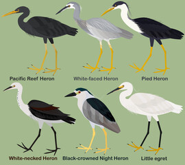 Schattig waadvogel vector illustratie set, White-faced Heron, White-necked, Bonte, Pacific Reef Heron, Black-bekroonde nachtreiger, kleine zilverreiger