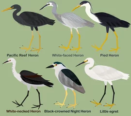 Fotobehang Reiger Schattig waadvogel vector illustratie set, White-faced Heron, White-necked, Bonte, Pacific Reef Heron, Black-bekroonde nachtreiger, kleine zilverreiger