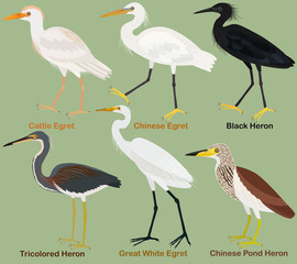 Schattig waadvogel vector illustratie set, driekleurige, zwarte, Chinese vijver reiger. Chinees, Grote Witte, Koereiger