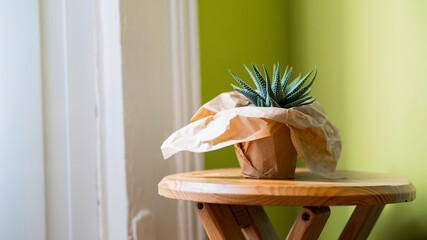 Green cactus plant wrapped in recycled paper on top of a brown wooden bench in the corner of a room and next to the bright window with white curtains