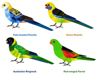 Cute Australia parrots, Rosella bird vector illustration set, Pale-headed, Green Rosella, Australian Ringneck, Red-winged Parrot