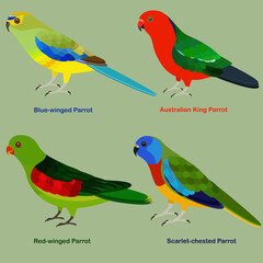 Cute Australia parrot bird vector illustration set, Blue-winged, Australian King Parrot, Red-winged, Scarlet-chested Parrot © sasimoto