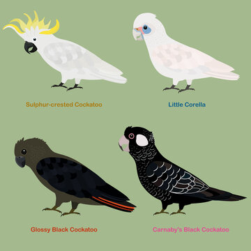 Cute Australia Cockatoo, parrot bird vector illustration set, Sulphur-crested Cockatoo, Little Corella, Glossy Black Cockatoo, Carnaby's (Short-billed) Black Cockatoo