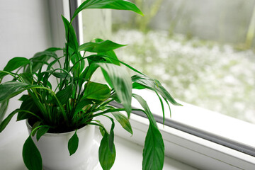 A spathiphyllum flower with green leaves on a windowsill on a window background, Houseplant Air puryfing house plants in home concept, house plant, Home gardening concept..