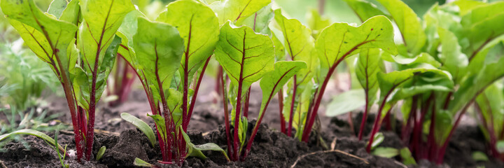 green and red beet seedling leaves grow in vegetable garden