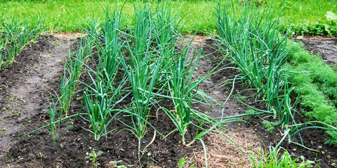village vegetable garden beds with onion against grass