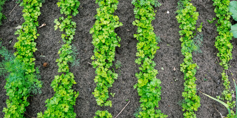 small green raspberry bushes grow in local vegetable garden