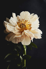 white peony on black background © Анастасия Стасюк