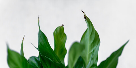 Sick housplant with dying dry leaves isolated white background.