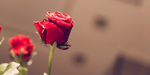 Red rose flower bud close view. Concept valentine day.