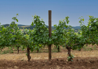 A frontal view of a row of well manicured grounds and trestled grapevines under a blue sky - Oregon