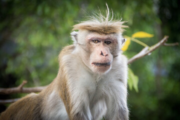 Macacos en Sri Lanka