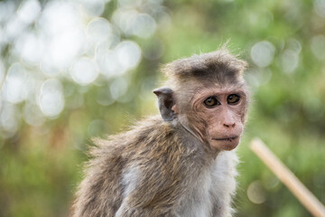 Macacos en Sri Lanka
