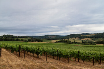 Fototapeta premium A distant view of a well manicured vineyard with rows of trestled grapevines, trees and hills in the background under a blue sky with white clouds