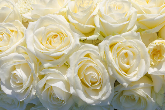 Rosenbukett mit weiß bis creme Farbenden geöffneten Rosenblüten