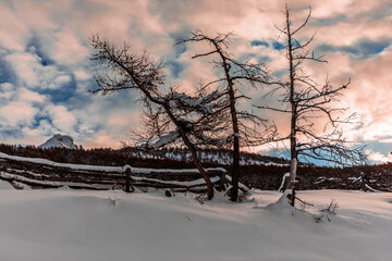 Fototapeta na wymiar Larches in winter - Mélèzes en hiver, Hautes Alpes, France