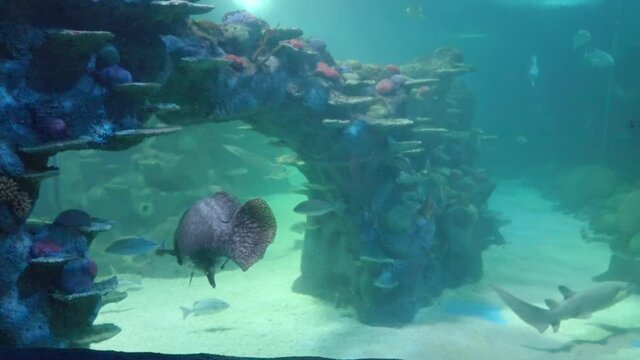 a large queensland grouper swims in a public aquarium at sydney, australia