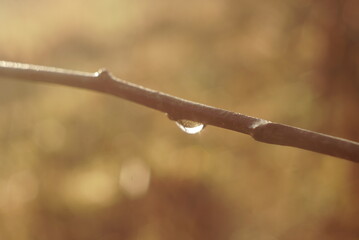 water drops on a tree branch