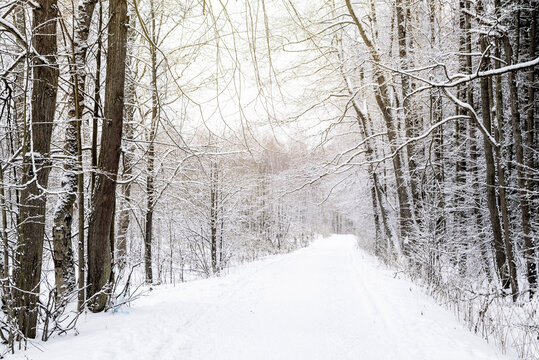 Snow covered road in park among bare leafless trees winter landscape