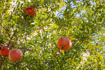 Pomegranate on a tree branch. Authentic farm series.